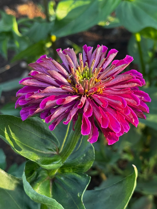 Sonia's Purple Zinnia