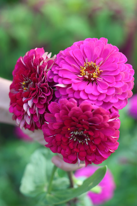 Sonia's Purple Zinnia