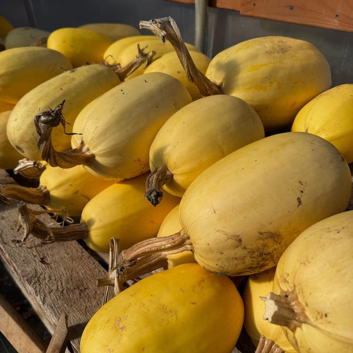 Spaghetti Squash
