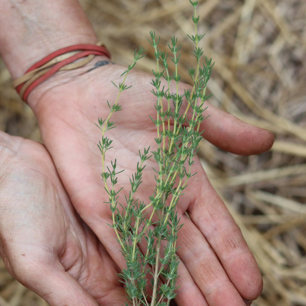 Spanish Red Thyme — Annapolis Seeds