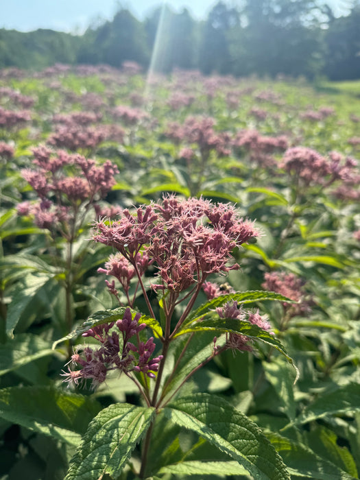 Spotted Joe-Pye Weed