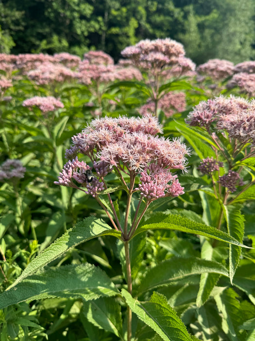 Spotted Joe-Pye Weed