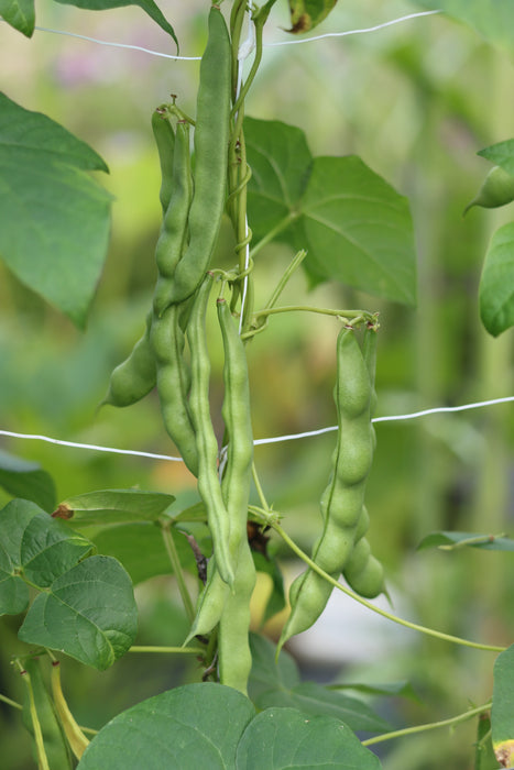 Steeves Caseknife Pole Bean