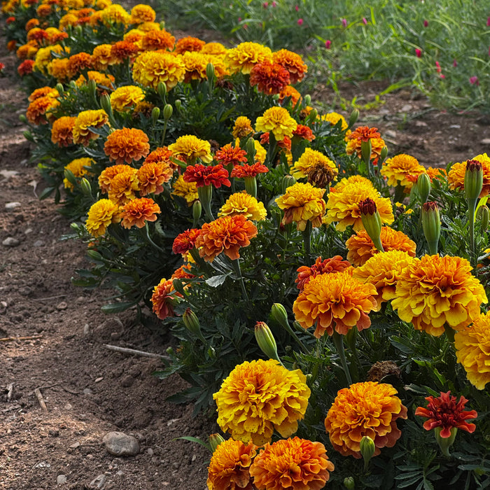 Strawberry Blonde Marigold