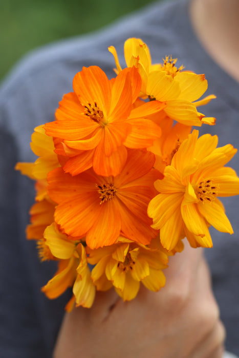 Sunrise Cosmos