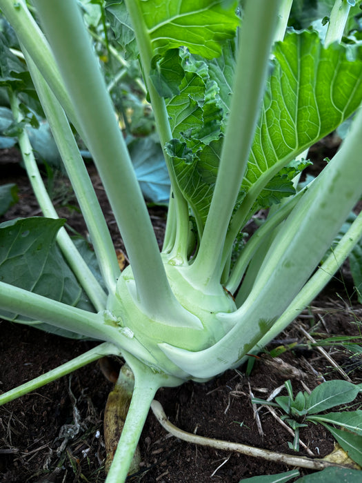 Superschmeltz Kohlrabi