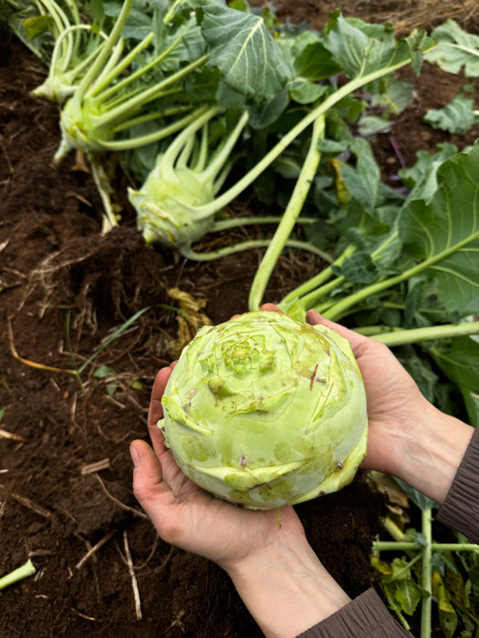Superschmeltz Kohlrabi