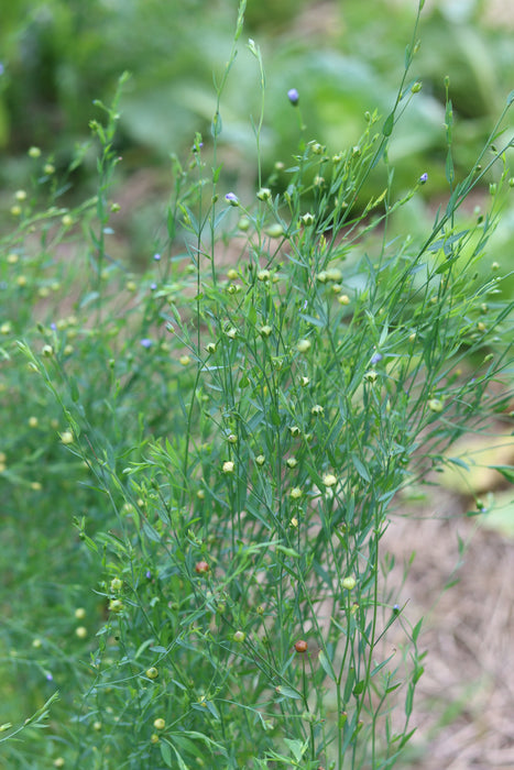 Sussex Flax