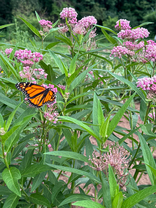 Swamp Milkweed