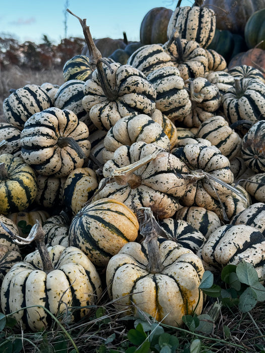 Sweet Dumpling Squash