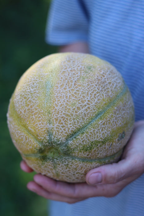 Sweet Granite Melon