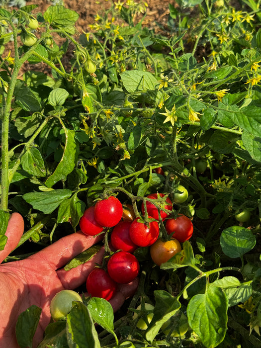 Sweet Tumbler Tomato