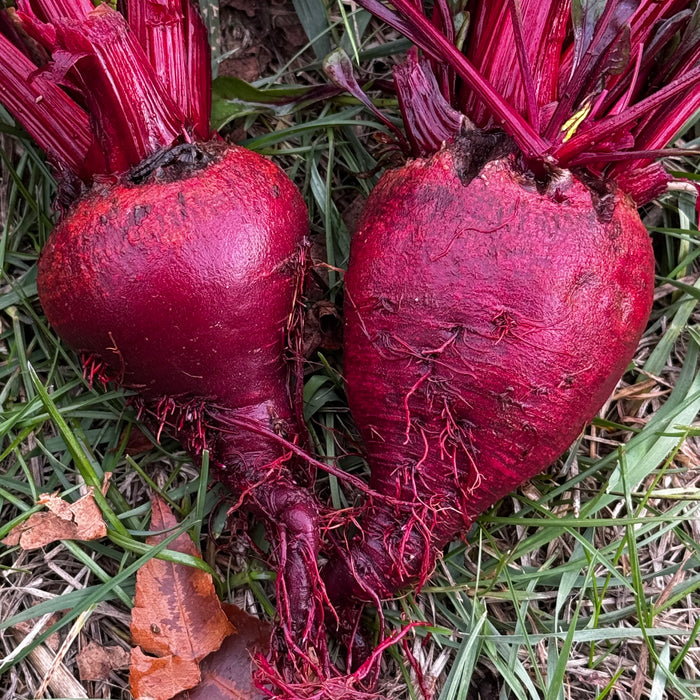 Sweetheart Beet
