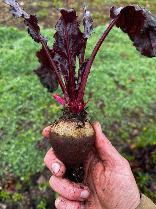 Sweetheart Beet