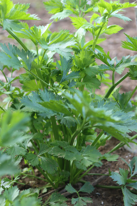 Tall Utah Celery