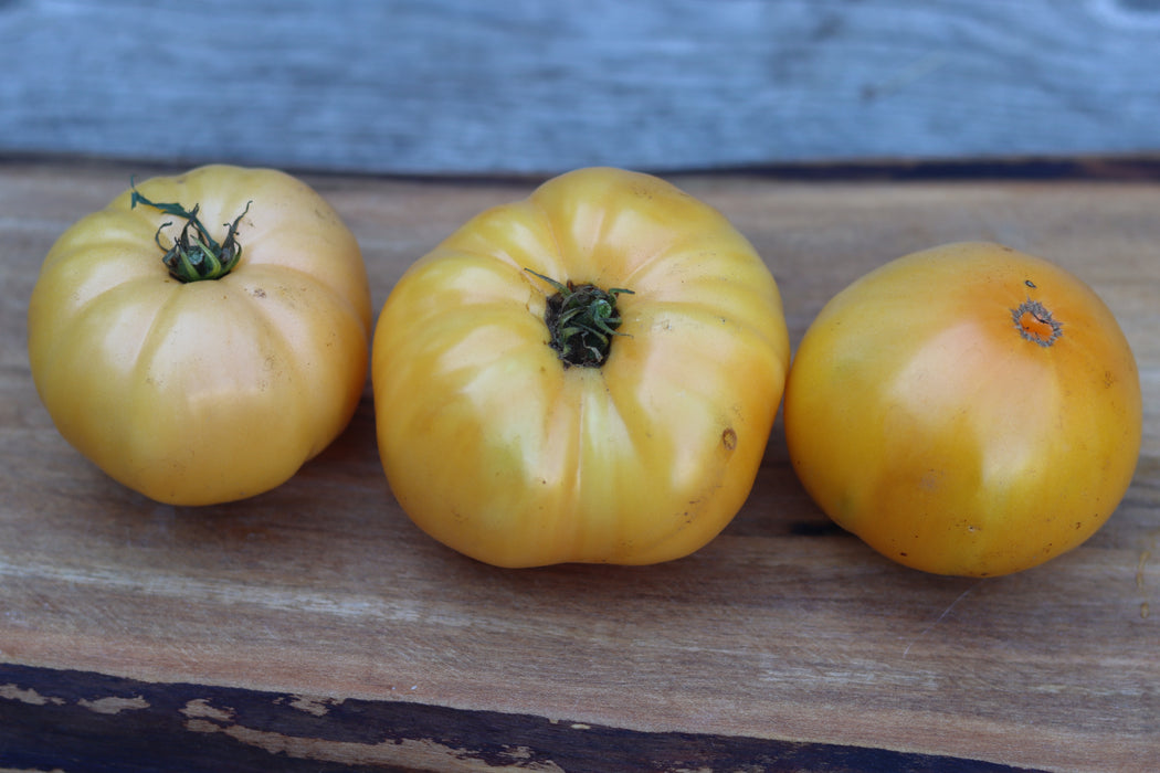 Tanager Dwarf Tomato