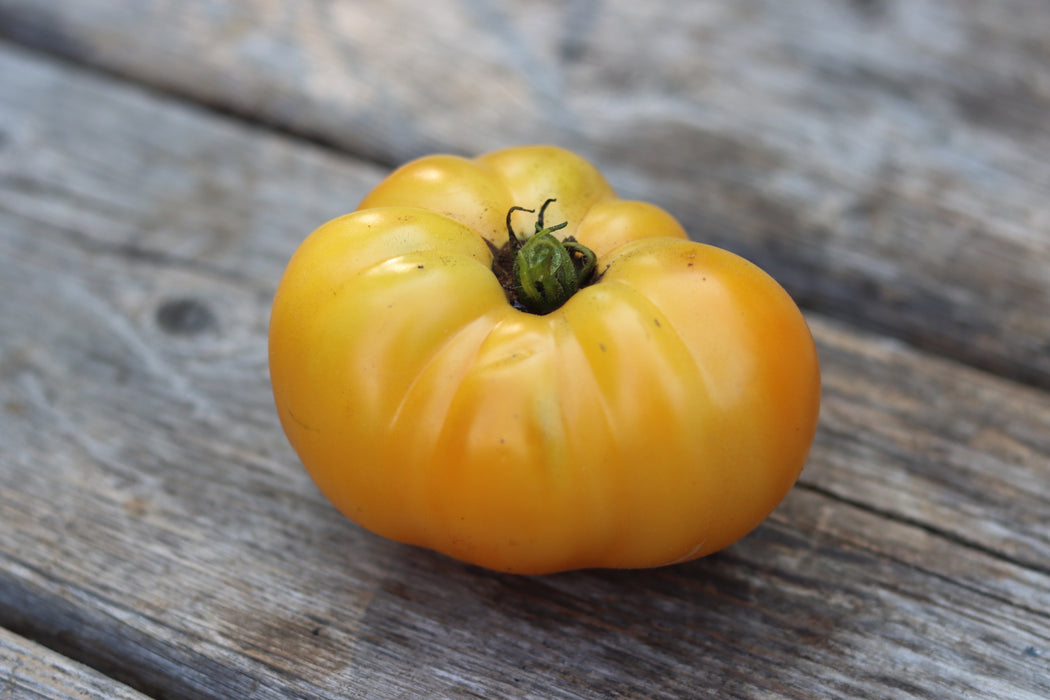 Tanager Dwarf Tomato