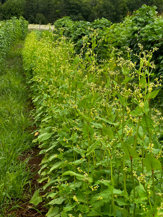 Tartary Buckwheat