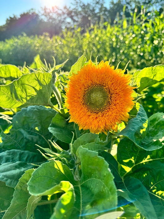 Teddy Bear Sunflower