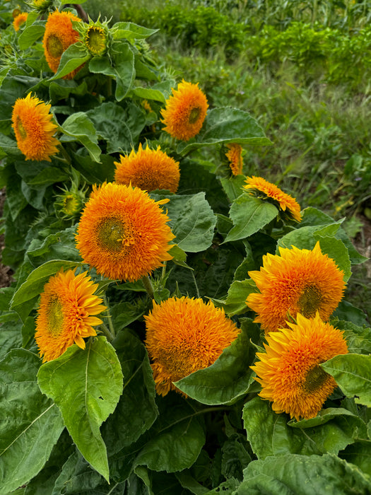 Teddy Bear Sunflower