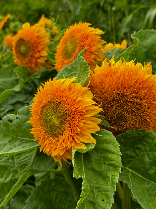 Teddy Bear Sunflower