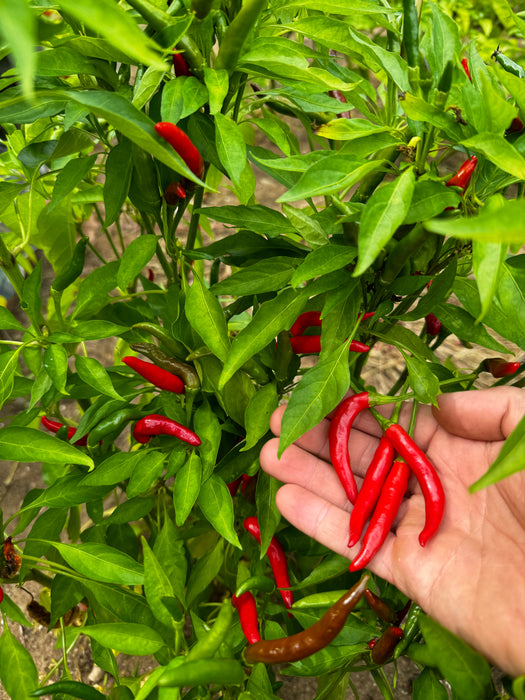 Thai Dragon Hot Pepper