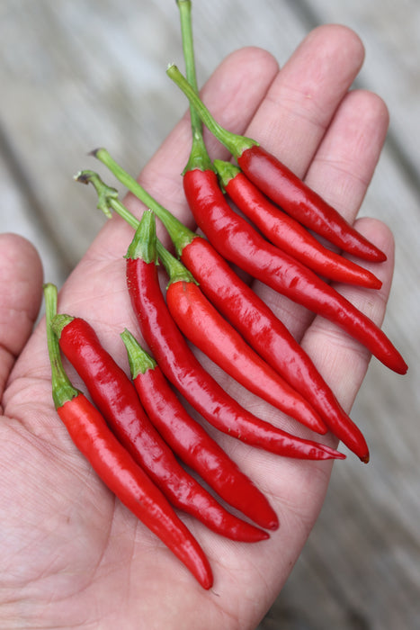 Thai Dragon Hot Pepper