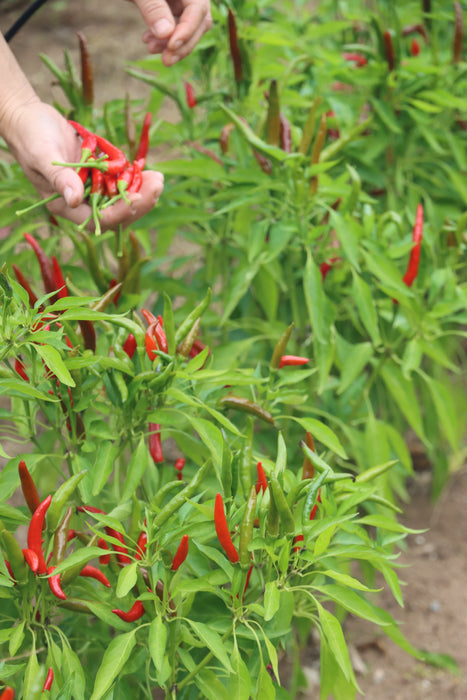 Thai Dragon Hot Pepper