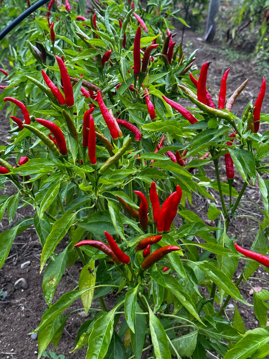 Thai Dragon Hot Pepper