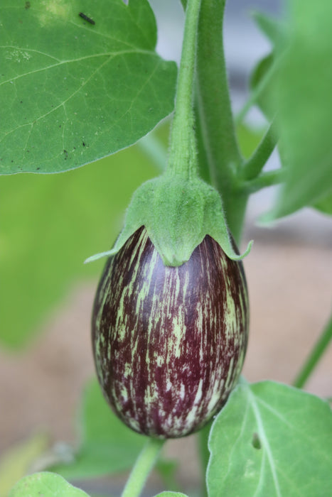 Udumpalmet Eggplant