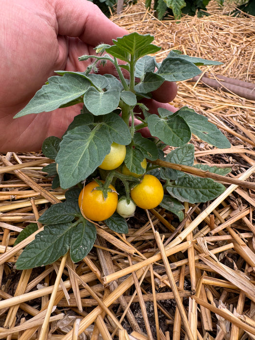 Venus Micro Cherry Tomato