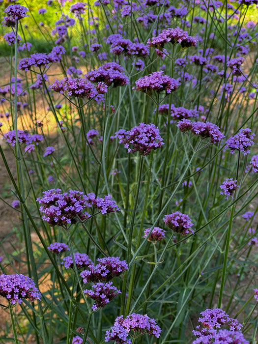 Verbena bonariensis