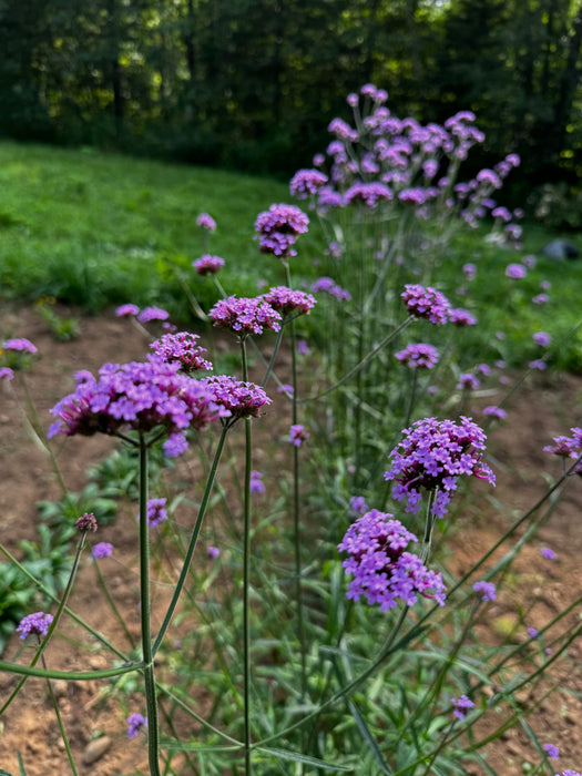 Verbena bonariensis