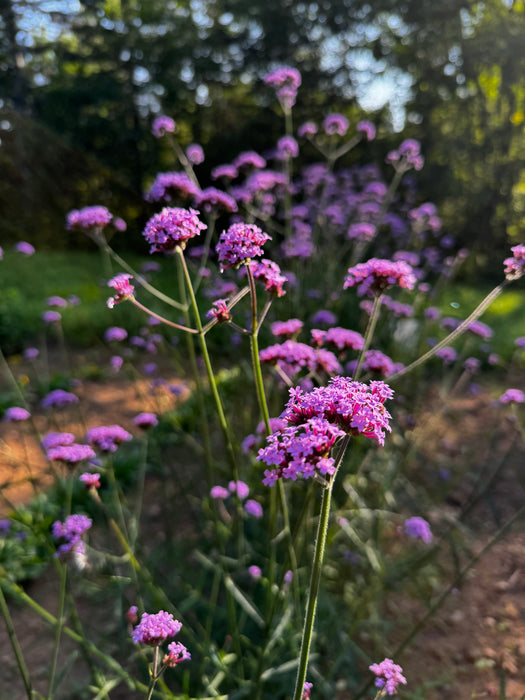 Verbena bonariensis