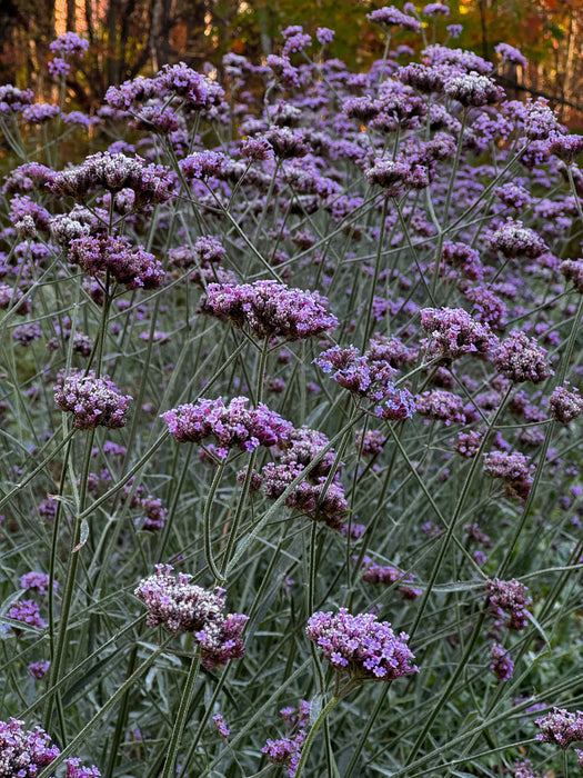 Verbena bonariensis