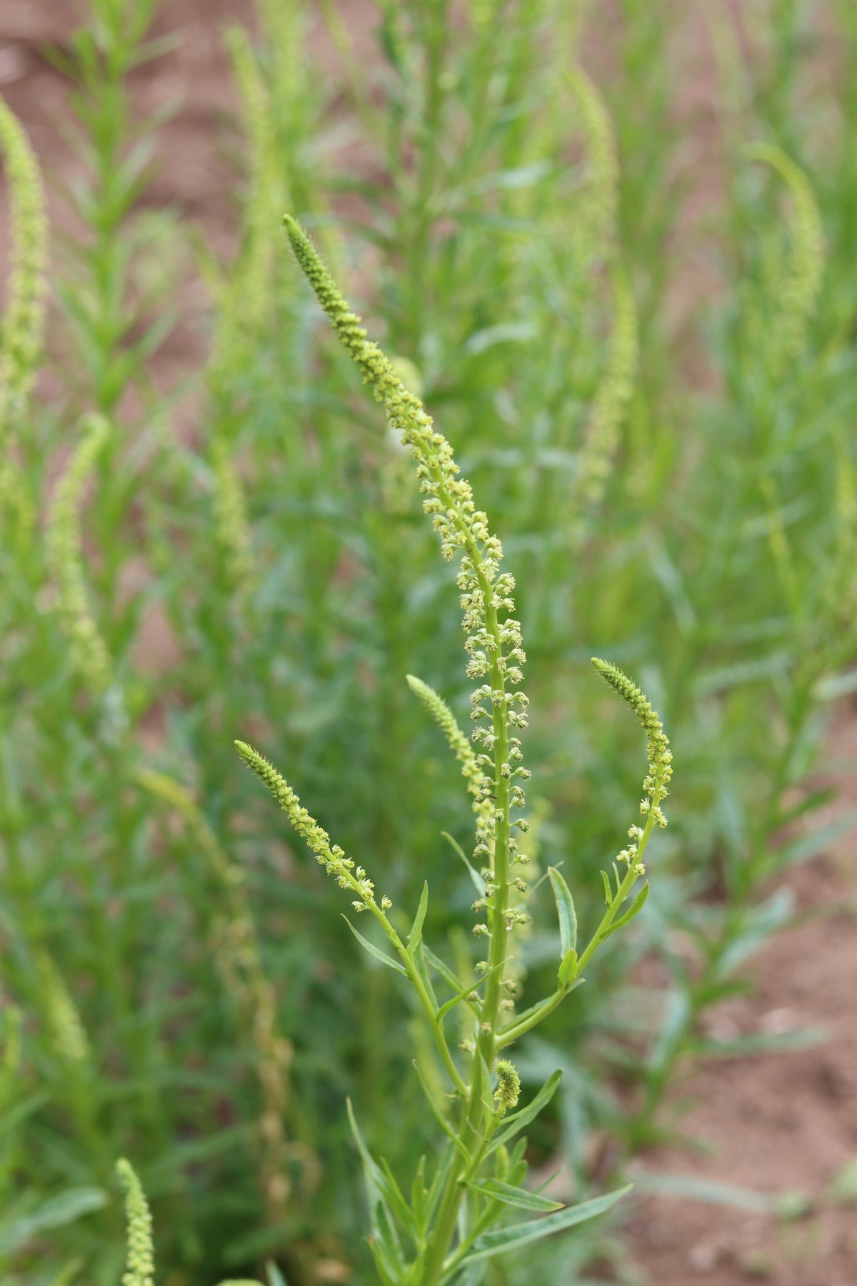 Dyer's Weld (Reseda luteola) — Annapolis Seeds