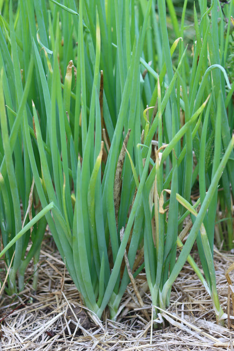 Welsh Bunching Onion