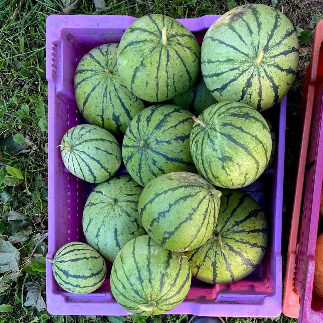 White Gold Watermelon Seeds — Annapolis Seeds