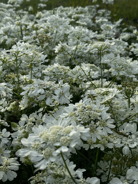 Orlaya (White Lace Flower)