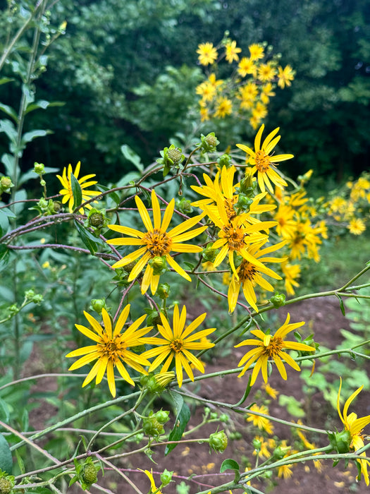 Whorled Rosinweed