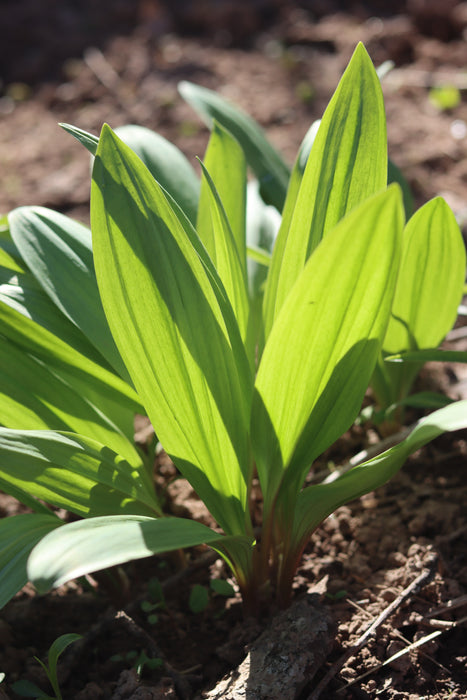 Wild Leeks