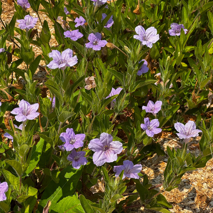 Wild Petunia