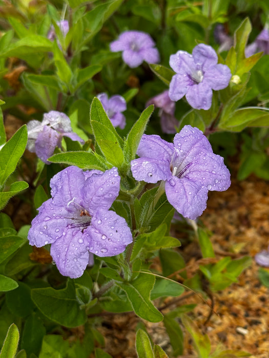 Wild Petunia