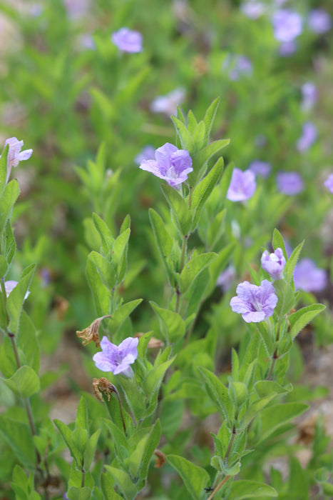 Wild Petunia