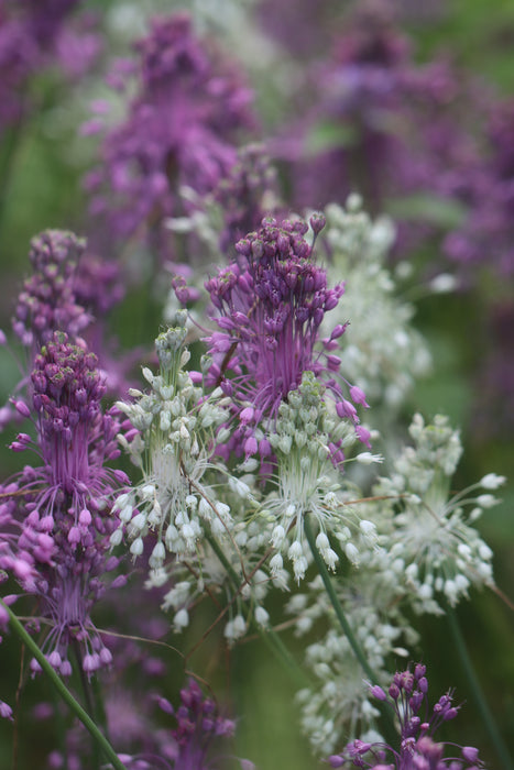 Witch's Garlic