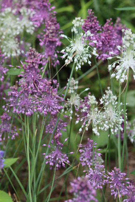 Witch's Garlic