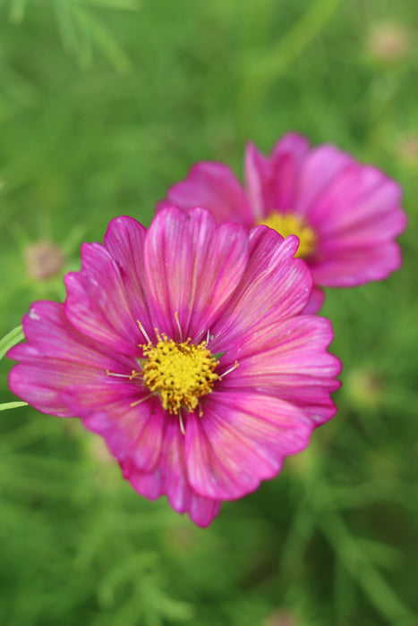 A close-up photograph of a vibrant pink cosmos flower with a bright yellow centre, set against a soft-focus green background with another flower blurred behind it.
