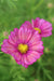 A close-up photograph of a vibrant pink cosmos flower with a bright yellow centre, set against a soft-focus green background with another flower blurred behind it.