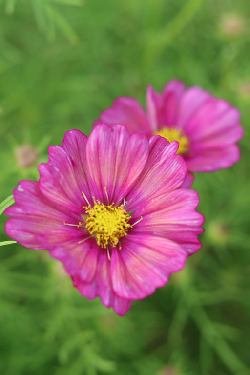 A close-up photograph of a vibrant pink cosmos flower with a bright yellow centre, set against a soft-focus green background with another flower blurred behind it.