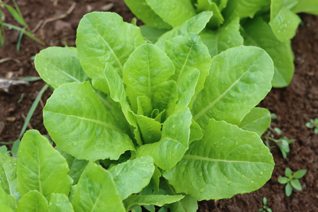 Yedikule Lettuce